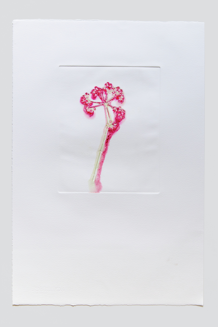 Flower pigments #17 (w:28 h:38 cm)
